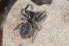 Carrhotus xanthogramma